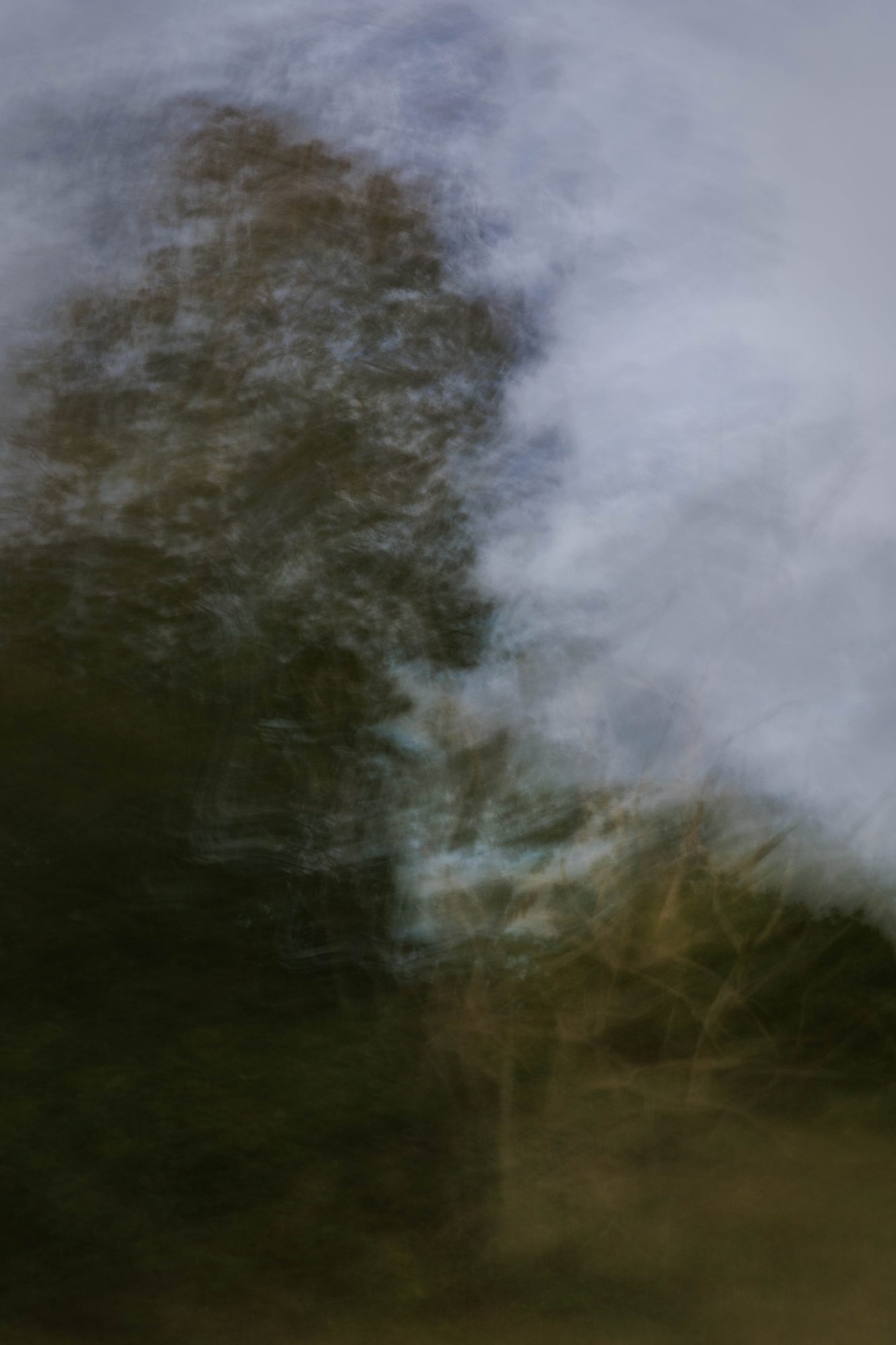 A dark tree dissolving into a gray sky