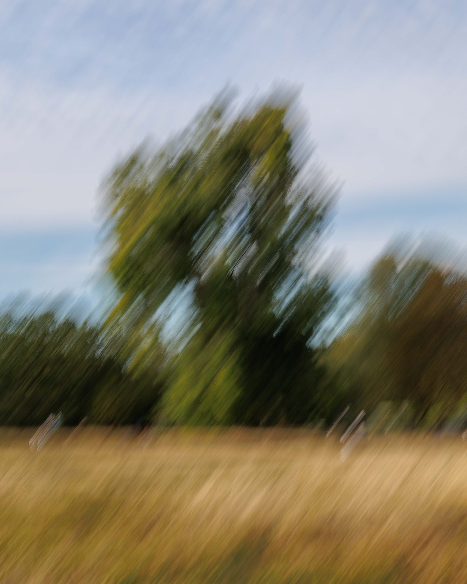 A lone tree streaked across a golden meadow under a blue sky