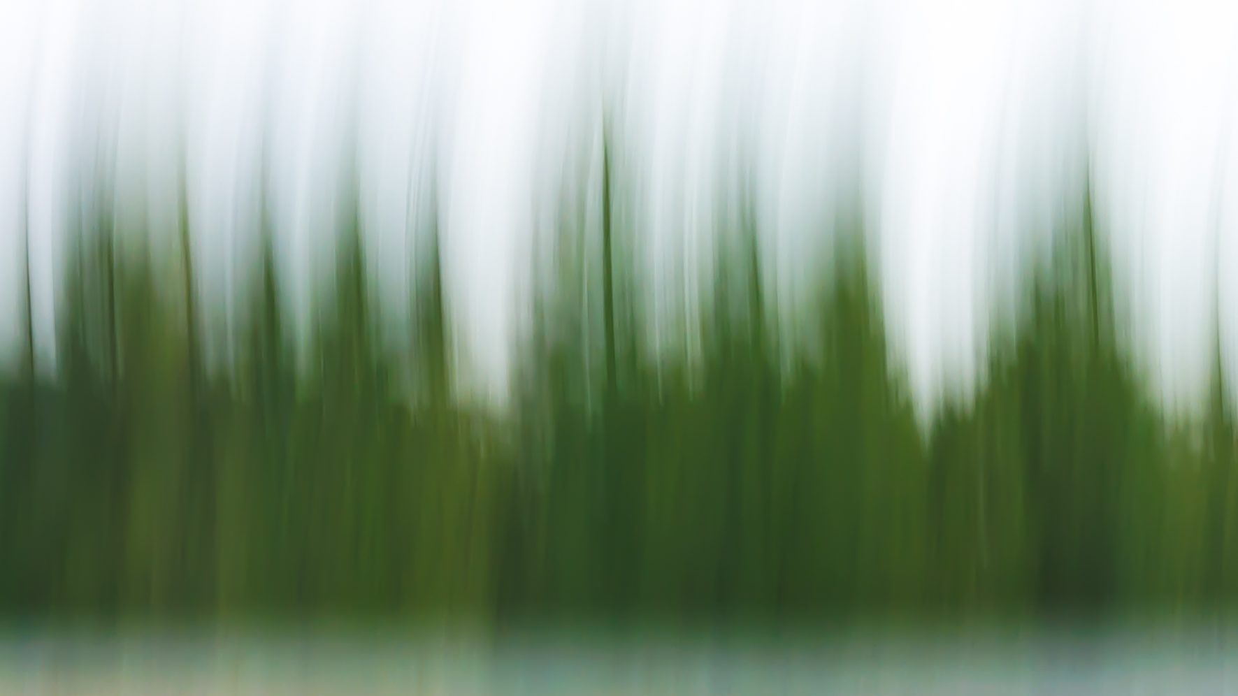 Green spires of trees rising into a white sky