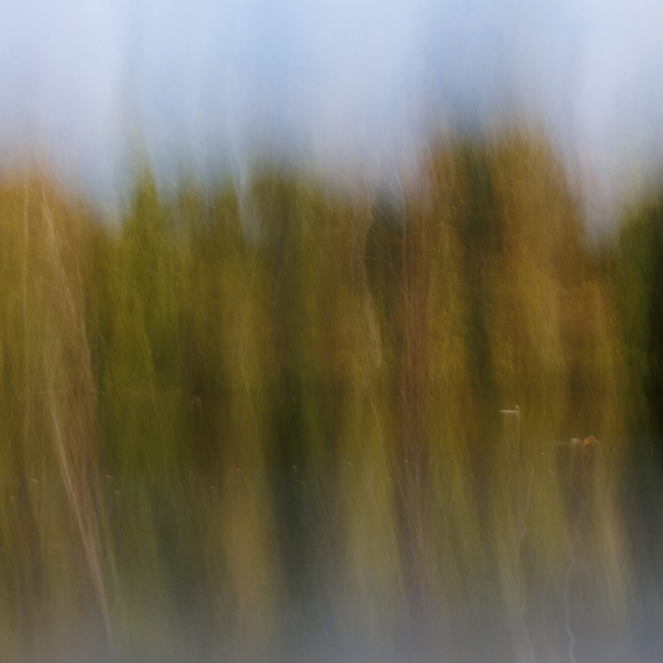 Ochre trees pulled vertically between a pale sky and water